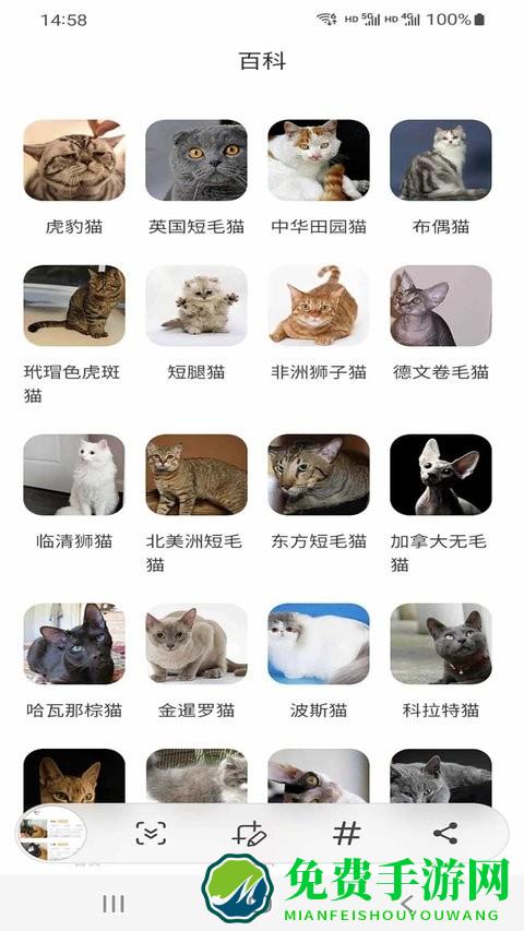 小猫先生app