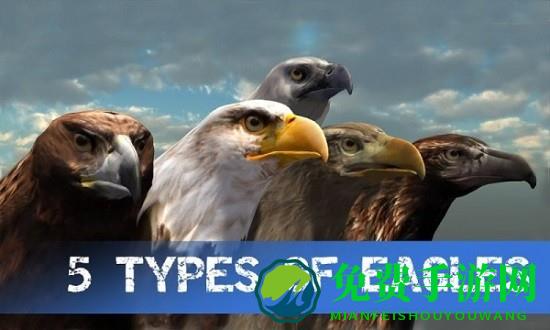 野鹰模拟器3d下载